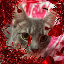 Thumbnail photo of Electra #3