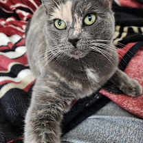 Thumbnail photo of CINNABON #1