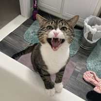 Thumbnail photo of Doc *FIV Positive - very friendly and can live with other cats* #1