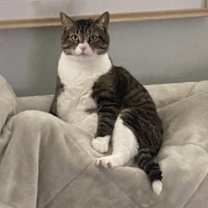 Thumbnail photo of Doc *FIV Positive - very friendly and can live with other cats* #3