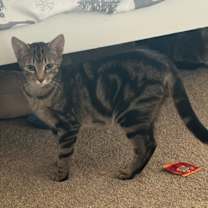Thumbnail photo of Tigger #2