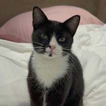 Thumbnail photo of Binx #1
