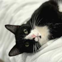 Thumbnail photo of Binx #4