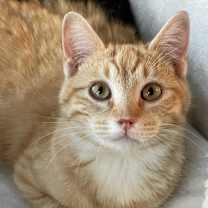 Thumbnail photo of Cheeto #1