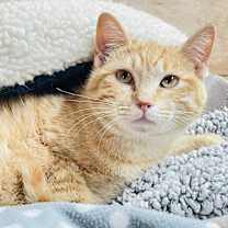 Thumbnail photo of Cheeto #2