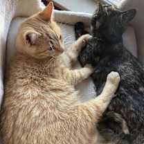 Thumbnail photo of Cheeto #4