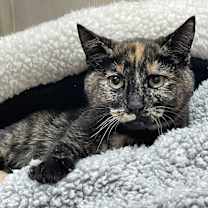 Thumbnail photo of Daisy #1