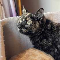 Thumbnail photo of Daisy #2
