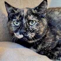 Thumbnail photo of Daisy #4