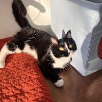 Thumbnail photo of Zoey #3