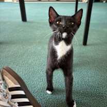 Thumbnail photo of Mondo #1