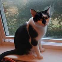 Thumbnail photo of Panda #1
