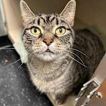 Thumbnail photo of Chi Chi #1