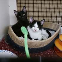 Thumbnail photo of Smokie #1