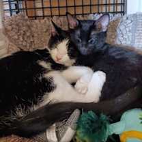 Thumbnail photo of Smokie #2