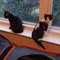 Thumbnail photo of Smokie #3