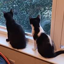 Thumbnail photo of Smokie #4