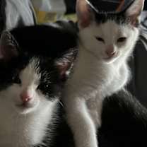 Thumbnail photo of Whitey #1