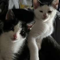 Thumbnail photo of Whitey #3