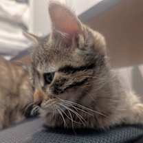 Thumbnail photo of Nellie #4