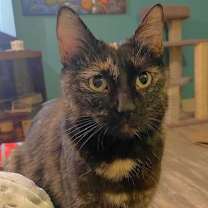 Thumbnail photo of Vera #1
