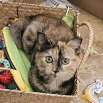 Thumbnail photo of Torta Isabella #1