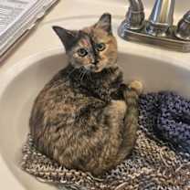 Thumbnail photo of Torta Isabella #3