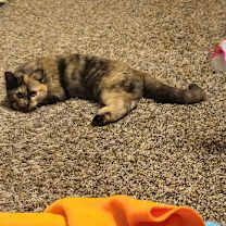 Thumbnail photo of Torta Isabella #4