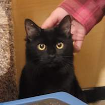 Thumbnail photo of Daphne #1