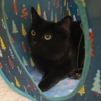 Thumbnail photo of Daphne #3