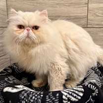 Thumbnail photo of Emerson Persian (FKA Sam) #2