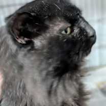 Thumbnail photo of Tony #3