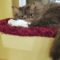 Thumbnail photo of Dex #4