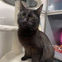 Thumbnail photo of Corvus #1