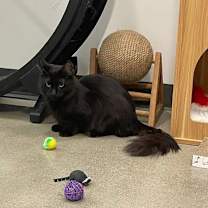 Thumbnail photo of Corvus #2