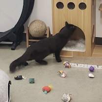 Thumbnail photo of Corvus #3