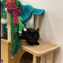 Thumbnail photo of Corvus #4