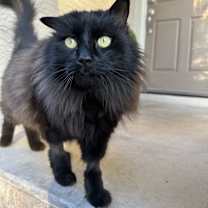 Thumbnail photo of Remington #1