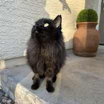 Thumbnail photo of Remington #2