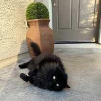 Thumbnail photo of Remington #3