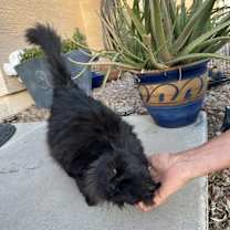 Thumbnail photo of Remington #4