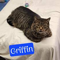 Thumbnail photo of Griffin #2
