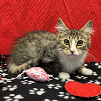 Thumbnail photo of Dewey #1