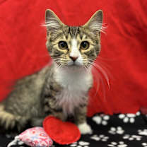 Thumbnail photo of Dewey #2