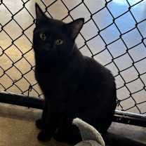 Thumbnail photo of Tyson #2