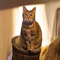 Thumbnail photo of Frigg #4