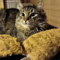 Thumbnail photo of Moose #1