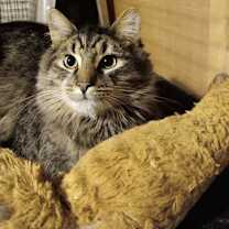 Thumbnail photo of Moose #2