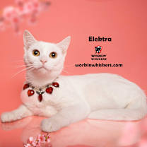 Thumbnail photo of ELEKTRA #2