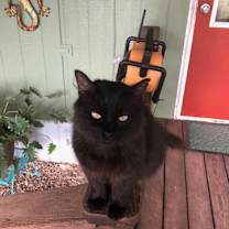 Thumbnail photo of Black Kitty #1